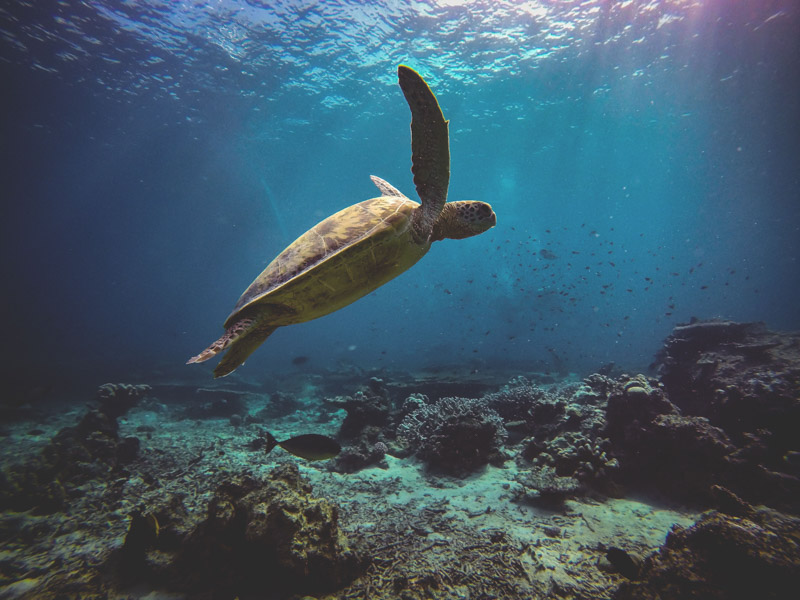teknős Borneó utazás