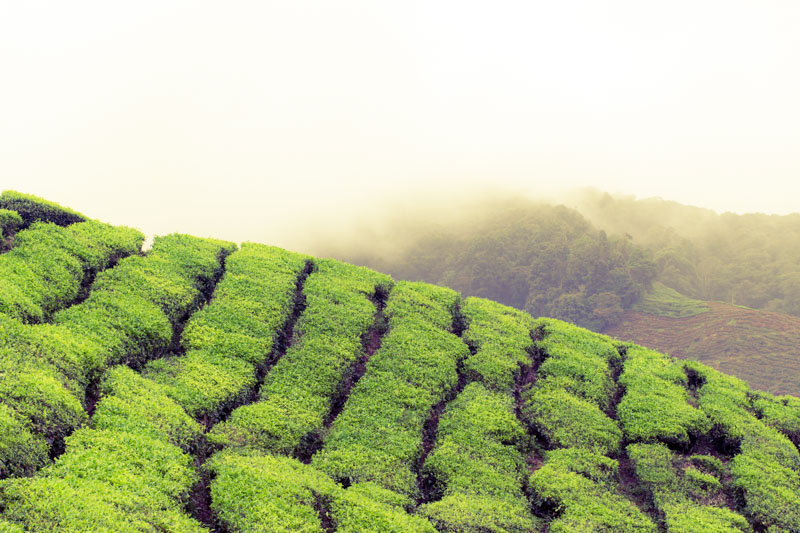 Cameron Highlands teaültetvény Malajziában