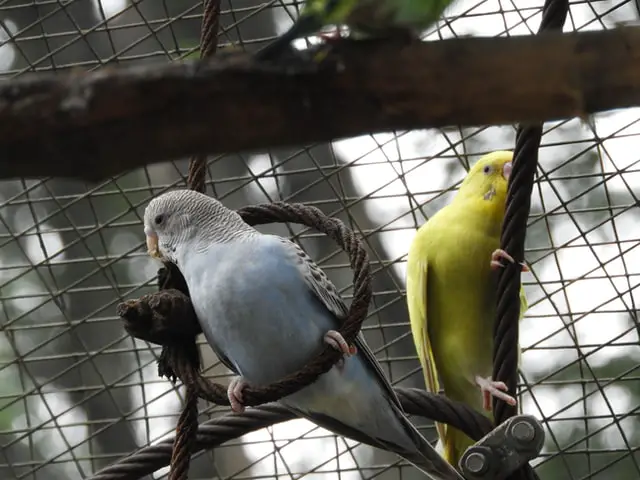 Budgerigar, a long-tailed, seed-eating parrot usually nicknamed the budgie, or in American English, the parakeet. (Source: Wikipedia)